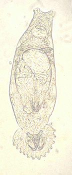 Vers paraziták gyrodactylus et dactylogyrus ellen