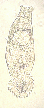 gyrodactylus paraziták